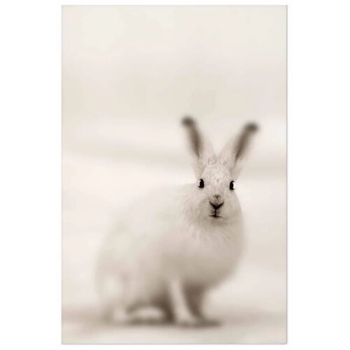  Plakat - Fearful Look 40x60 Bez okvira Slike