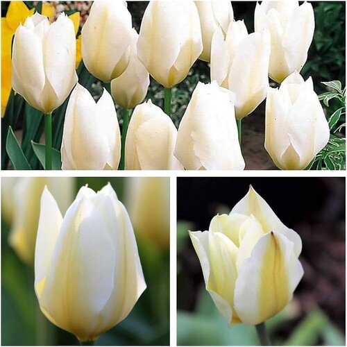 Royal De Ree Lukovica Lala, tulipan - Tulipa Purissima 10/1 Cene