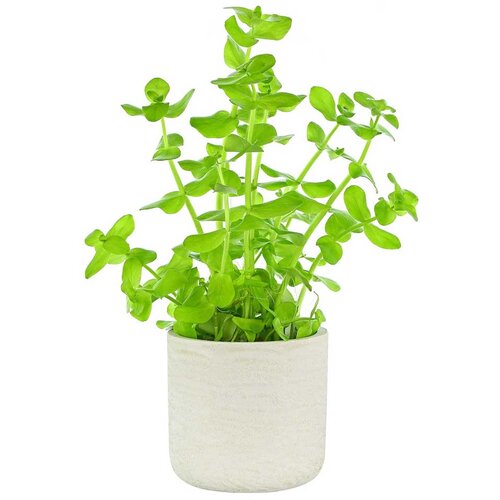 Rainforest Bacopa lanigera Cene