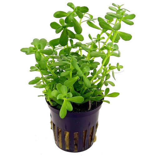 Rainforest Bacopa monnieri Cene