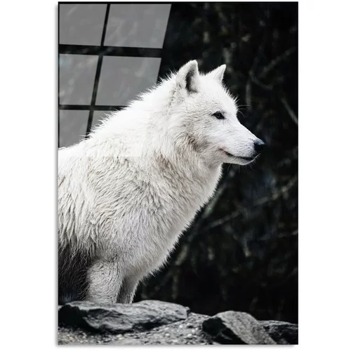 Wallity Staklena slika 70x100 cm White Wolf -
