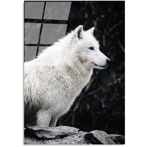 Wallity Steklena slika 70x100 cm White Wolf – Wallity Cene