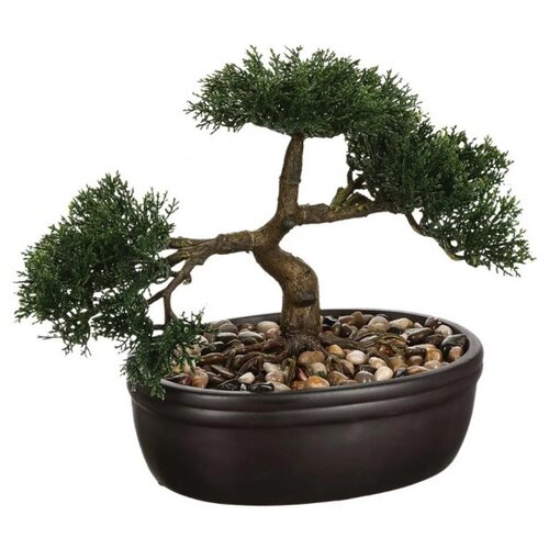 Atmosphera ukrasna biljka u saksiji BONSAI Slike