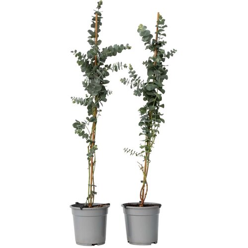 Plant in a Box evkalipt - 2 kos - eucalyptus cinerea 'silver dollar' - višina 100-110cm - ⌀19cm, (21757567) Cene