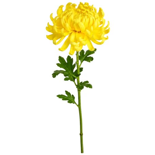  Rezano cvijeće krizantema 69 cm žuta Slike