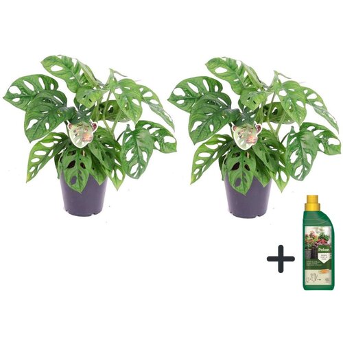 Plant in a Box opičji list - 2 kos - monstera 'monkey mask' - višina 25-30cm - ⌀12cm, (21757900) Cene