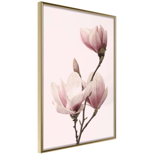  Poster - Blooming Magnolias III 30x45 Slike