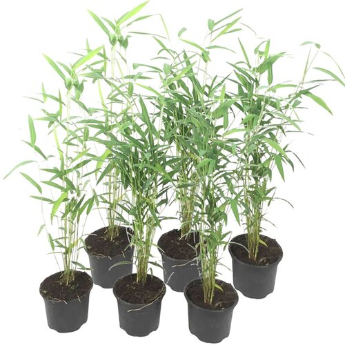 Plant in a Box bambus - 6 kos - fargesia papyrifera 'blue dragon' - višina 30-40cm - ⌀13cm, (21757657) Cene