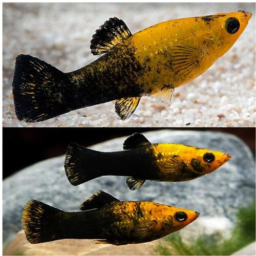 Akvarijum Centar crno žuta molly Cene