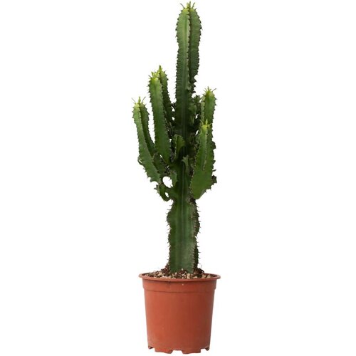 Plant in a Box Kaktus kandelabra - Euphorbia ingens - Višina 50-60cm - ⌀17cm, (21758324) Cene