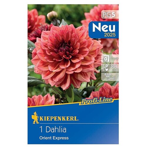 KIEPENKERL Profi-Line Dalija Orient Express (Dahlia x Hybrida, Narančasto-crvena) Slike