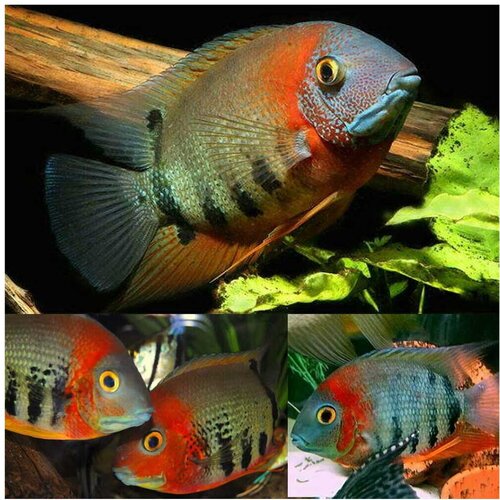 Akvarijum Centar severum rotkeil Cene