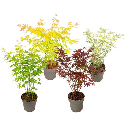 Plant in a Box japonski javor - 4 kosi - acer palmatum 'mix' - višina 35-55cm - ⌀15cm, (21814288) Cene