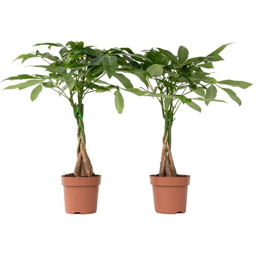 Plant in a Box vodna pahira - 2 kos - pachira aquatica - višina 60-70cm - ⌀17cm, (21757874) Cene