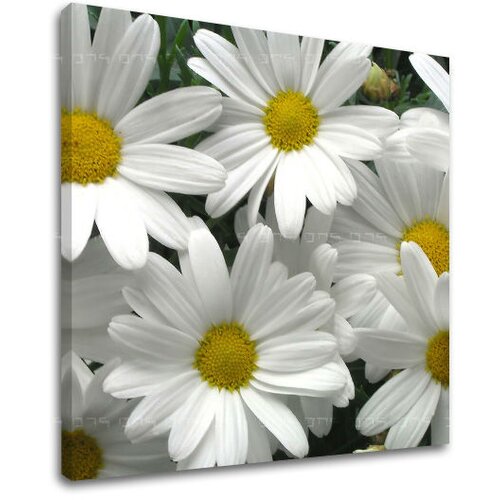  Slike na platnu cveće  (moderne slike na platnu) Cene