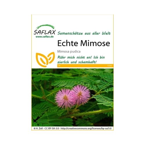 Saflax Prava mimoza Cene