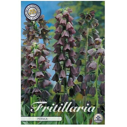  Cvjetne lukovice Fritillaria Persica (Crvena, Botanički opis: Fritillaria) Cijene