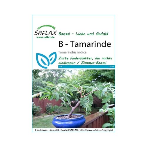 Saflax Bonsai - Tamarinda Cene