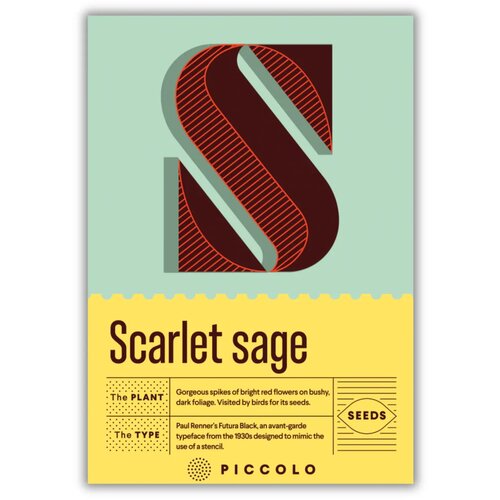 Piccolo Seeds S - Scarlet sage - škrlatna kadulja - 1 pkt. Cene