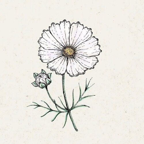 COSMOS bipinnatus "Cosmix White" (Kozmeja) - 1 pkt. Cene