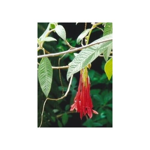 TROPICA Bolivijska fuksija Cene