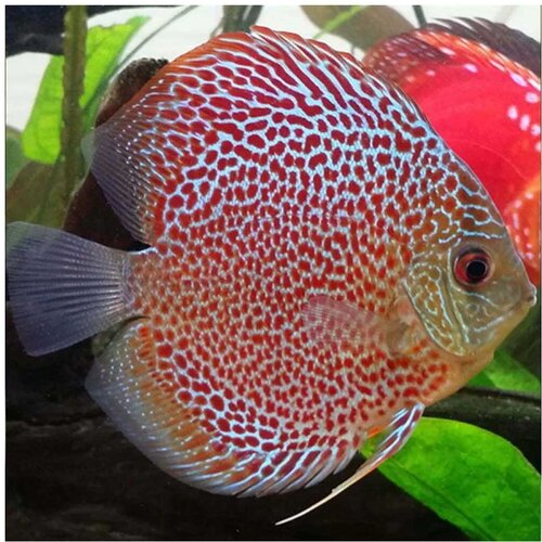 Akvarijum Centar leopard discus Cene