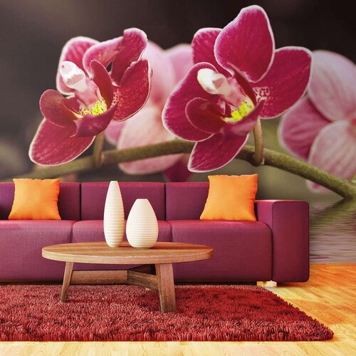  Tapeta - Beautiful orchid flowers on the water 450x270 Cijene
