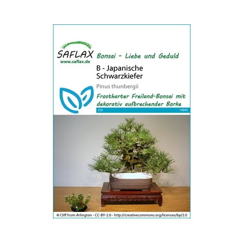 Saflax Bonsai - japonski črni bor Cene
