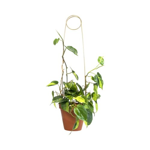 Botanopia Podpora za rastline - Pin Cene