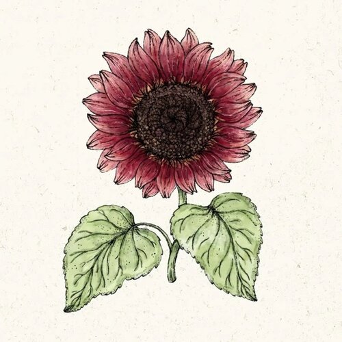  Helianthus annus "Pro cut Red" (Sončnica) - 1 pkt. Cene