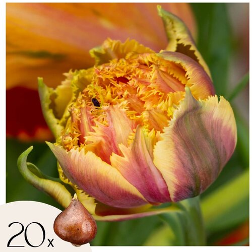 Plant in a Box Tulipani čebulice - 20 kos - Tulipa 'Brisbane' - Cvetne čebulice - Roza, (21755616) Cene