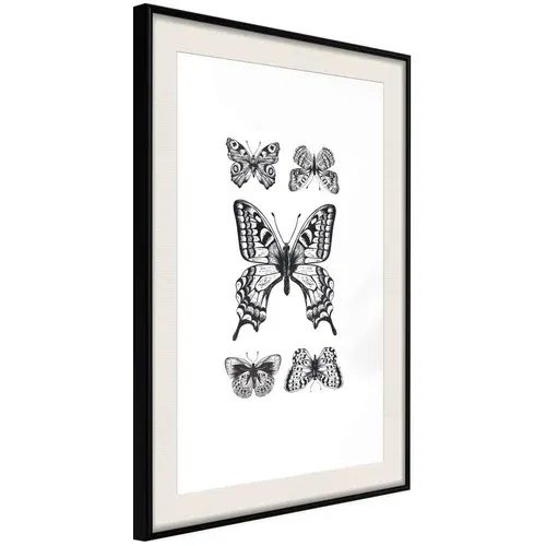  Poster - Butterfly Collection IV 40x60
