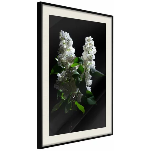  Poster - White Lilac 40x60