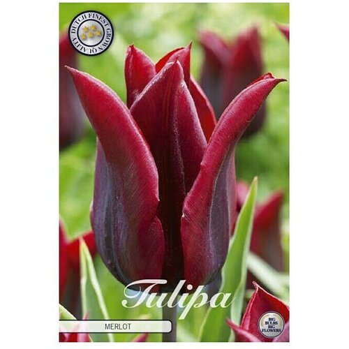  Cvjetne lukovice Tulipan Merlot (Crvena, Botanički opis: Tulipa) Cijene
