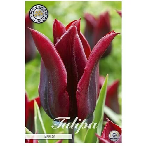  Cvjetne lukovice Tulipan Merlot (Crvena, Botanički opis: Tulipa)