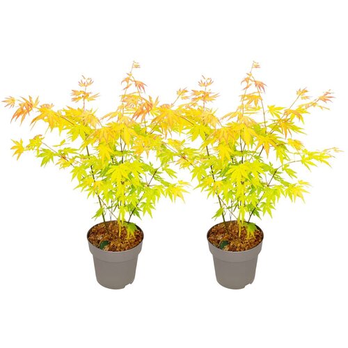 Plant in a Box japonski javor - 2 kosi - acer palm. 'orange dream' - višina 35-55cm - ⌀15cm, (21814289) Cene