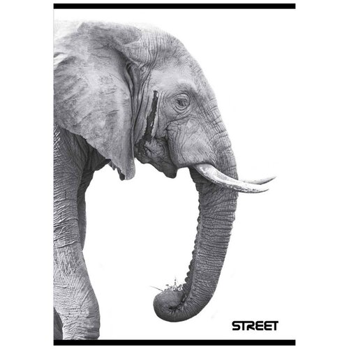 STREET Zvezek A4 Safari, brezčrtni, 54 listov, sortirano, 1 kos Slike