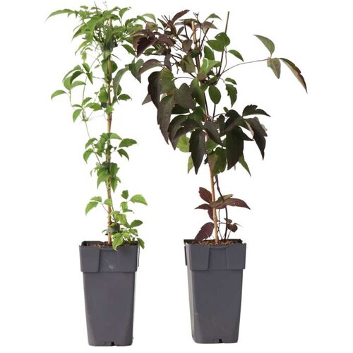 Plant in a Box srobot - 2 kos - clematis grandiflora, fragrant spring - višina 60-70cm - ⌀15cm, (21757764) Cene