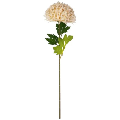  Rezano cvijeće krizantema 65 cm krem Slike