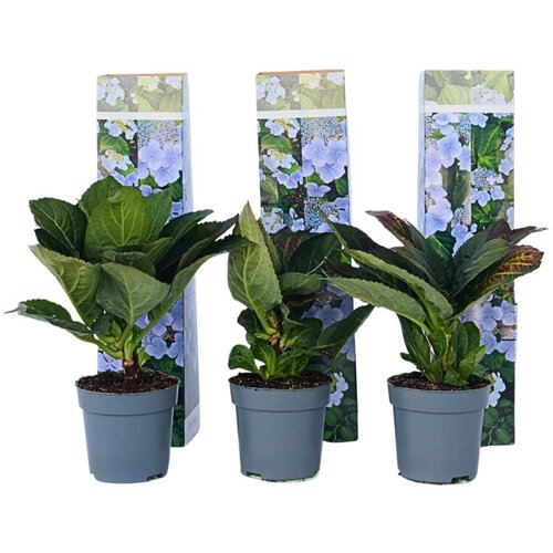 Plant in a Box hortenzija - 3 kos - hydrangea macrophylla &amp;#039;nizza&amp;#039; - vi&amp;scaron;ina 25-40cm - ⌀9cm, (21757655) Slike