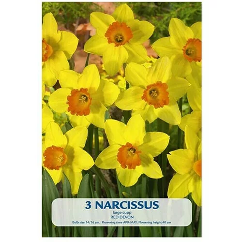  Cvjetne lukovice Narcisa Red Devon (Žuta, Botanički opis: Narcissus)