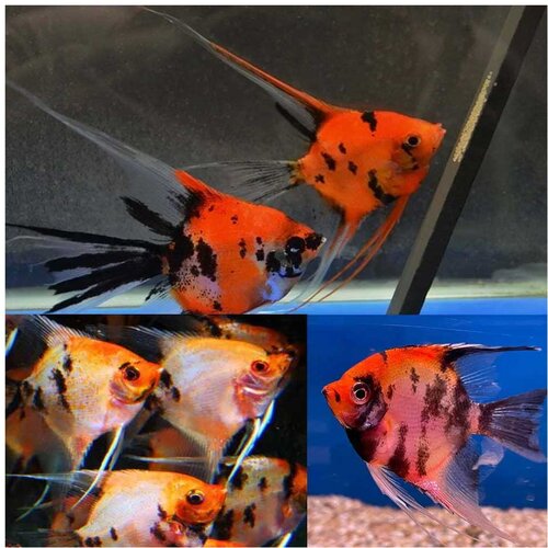 Akvarijum Centar Red devil angelfish Slike