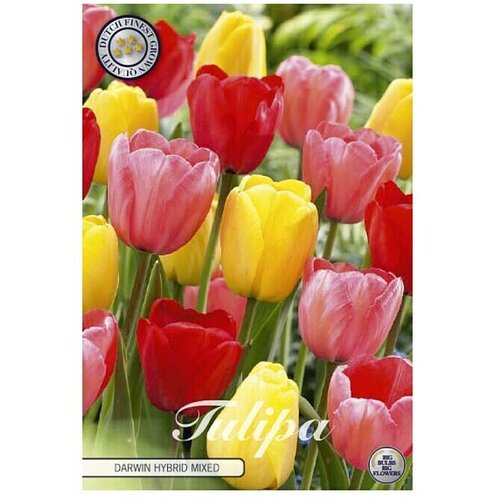  Cvjetne lukovice Tulipan Darwin Hybride Mixed (Mje&amp;scaron;ane boje, Botanički opis: Tulipa) Slike