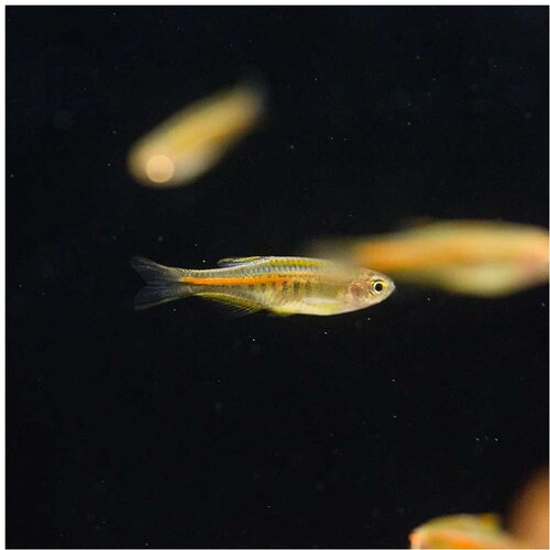 Akvarijum Centar Danio choprae Cene