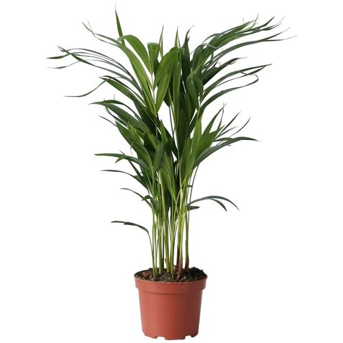 Plant in a Box Palma areka - Dypsis lutescens - Višina 60-70cm - ⌀17cm, (21758323) Cene