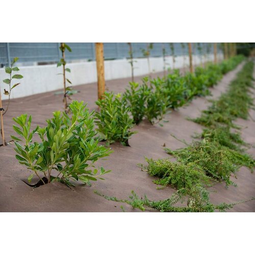  Vrtna folija za kontrolu korova, Plantex Gold, rola 1x100m Cene