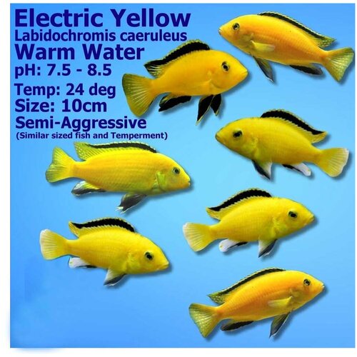 Akvarijum Centar electric yellow cichlid Cene