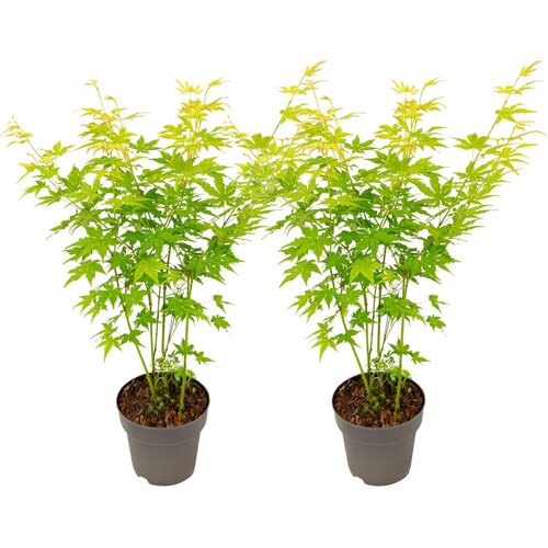 Plant in a Box japonski javor - 2 kosi - acer palmatum 'going green' - višina 35-55cm - ⌀15cm, (21814291) Cene