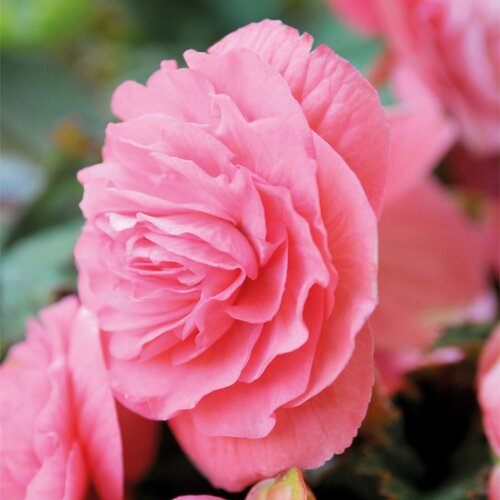 Royal De Ree Begonia P Double Pink 3/1 Slike