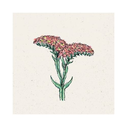 Jora Dahl Limonium sinuatum "QIS Apricot" Cene